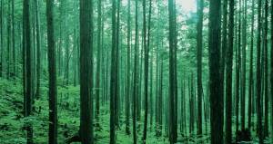 「厳選された木材」　　　　　　　　　　四国の暮らしと森を守る使命。